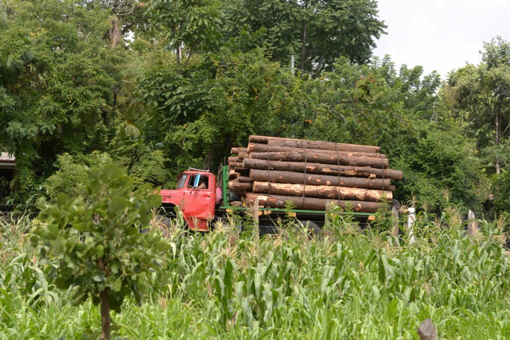 Los gorgojos descortezadores del pino