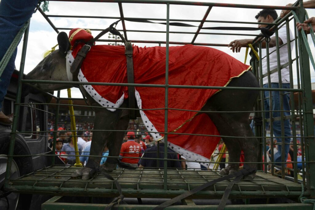 Tapir en exhibición