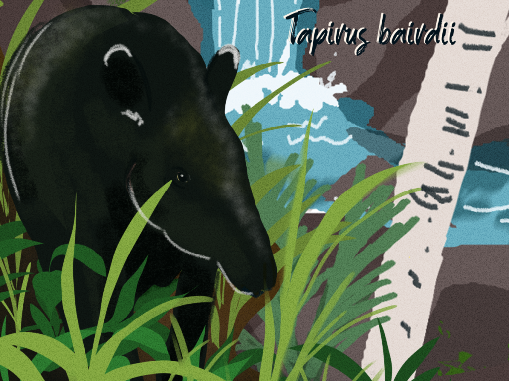 Tapir centroamericano