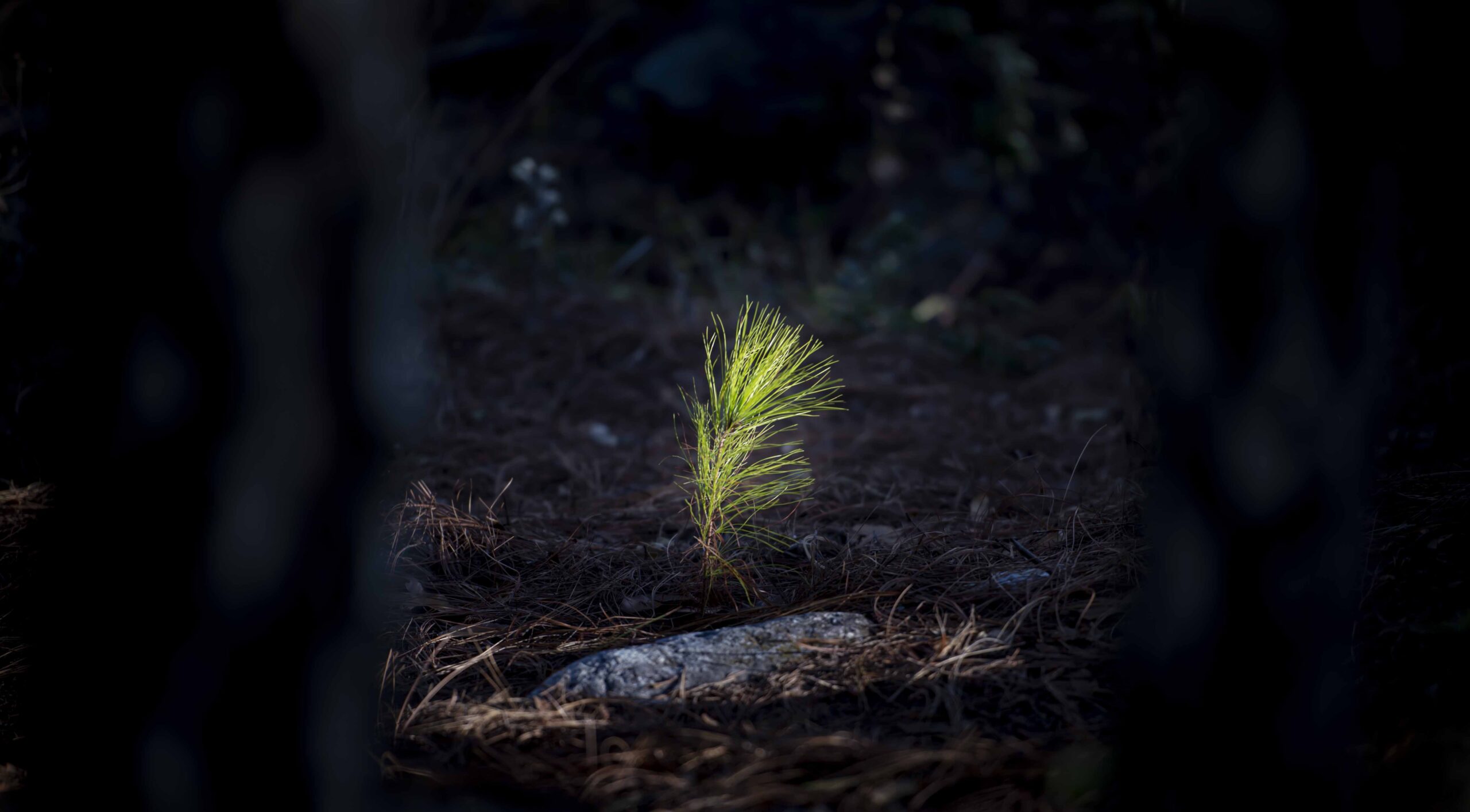 Nicaragua: Despale de Pinos